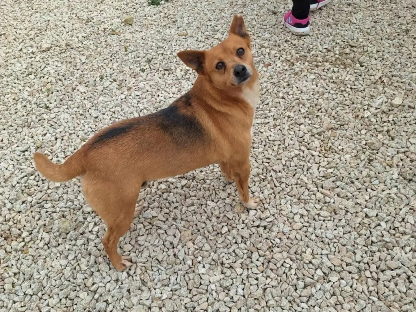 Adotta un cane, maschio, 5 anni e 11 mesi, Bari