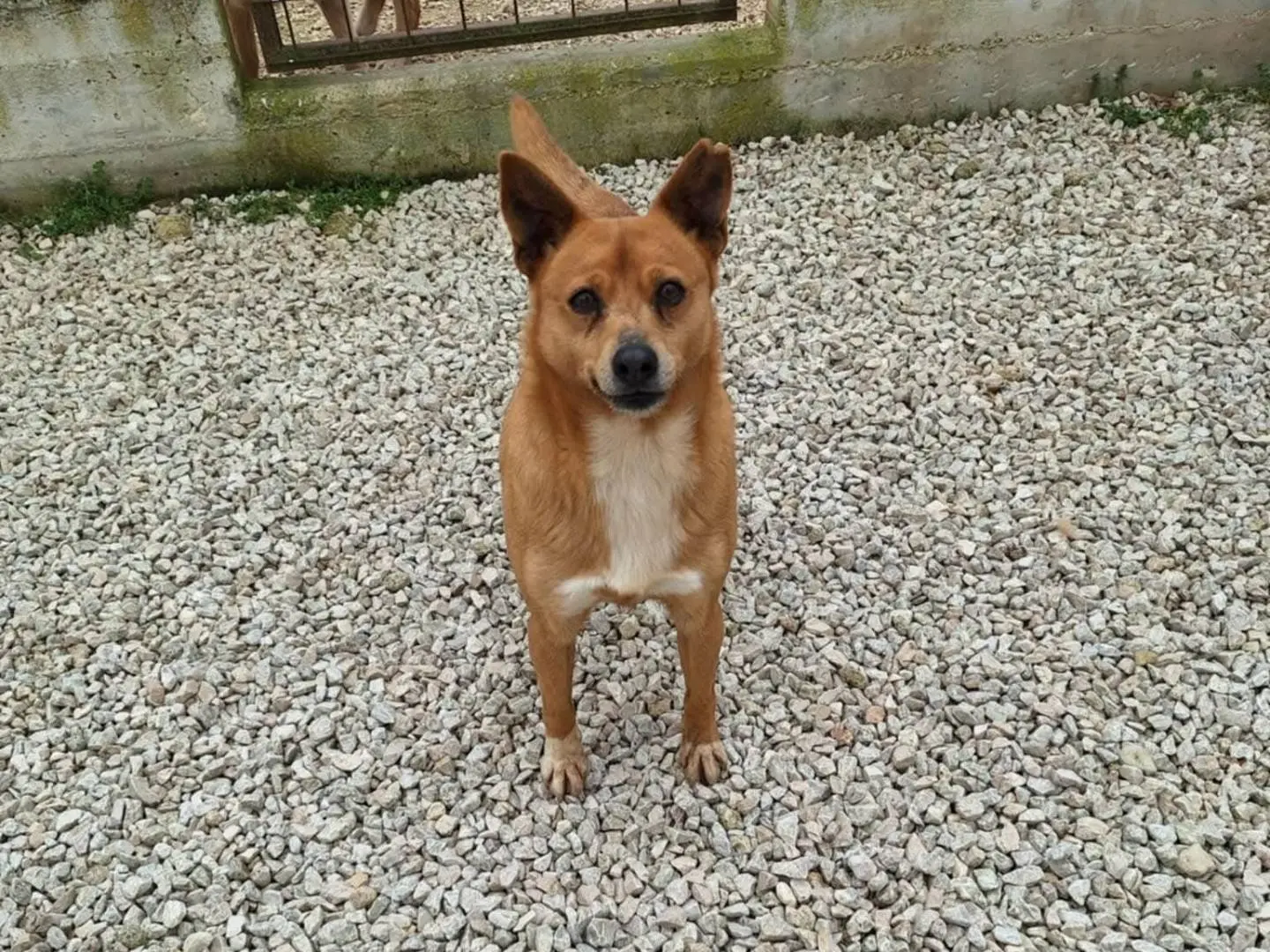 Vuoi adottare un cane a Bari?