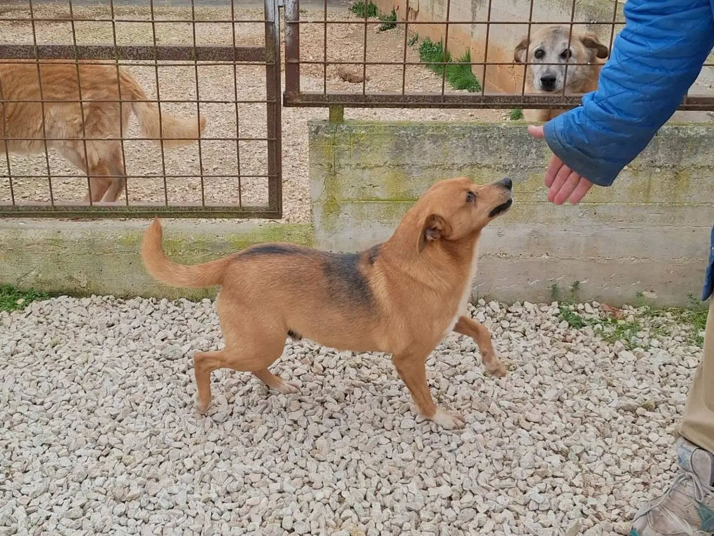 Adotta il cane Pongo a Bari