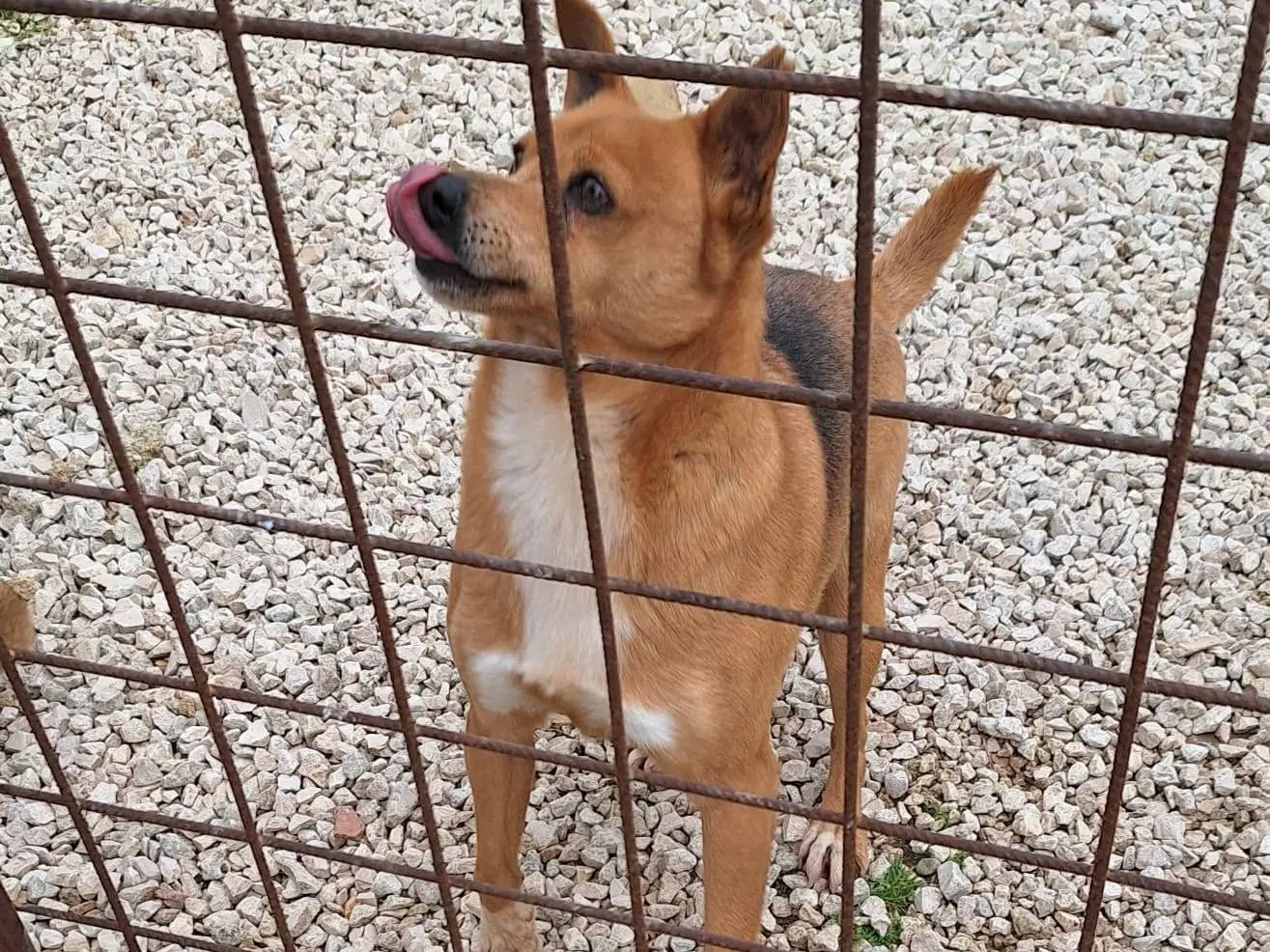 Adotta un cane, taglia piccola, maschio, Bari
