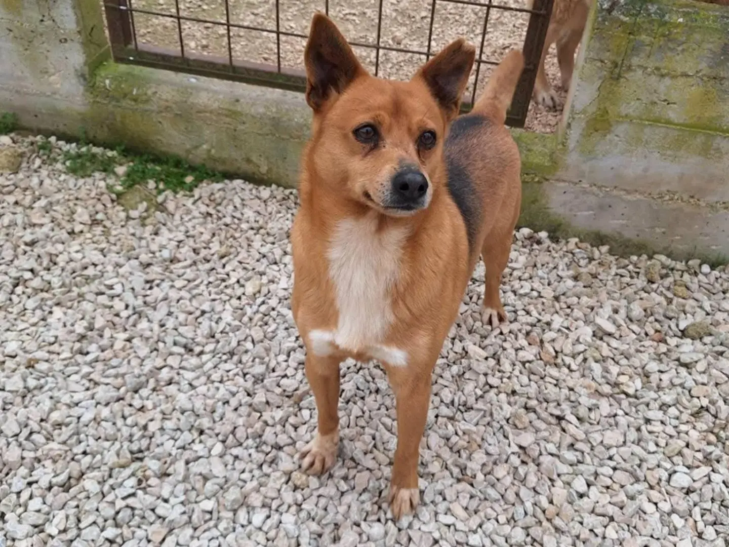 Adozione cane, maschio, Razza sconosciuta Razza sconosciuta, 5 anni e 11 mesi, taglia piccola, Bari