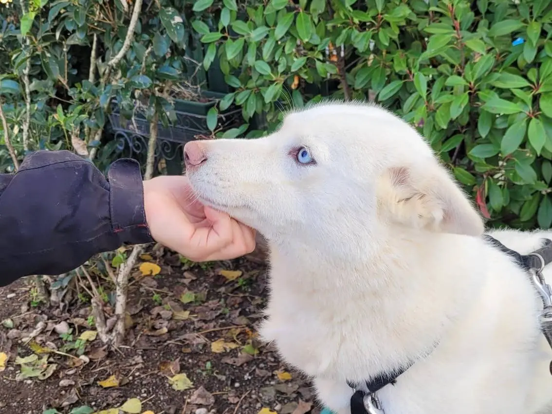 Adotta un cane, femmina, 5 anni e 4 mesi, Milano