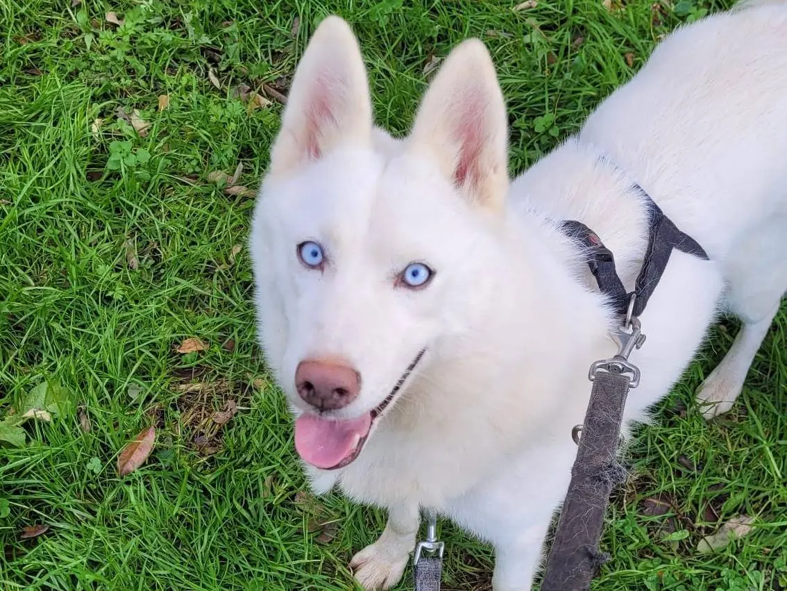 Adotta un cane, taglia media, femmina, Milano