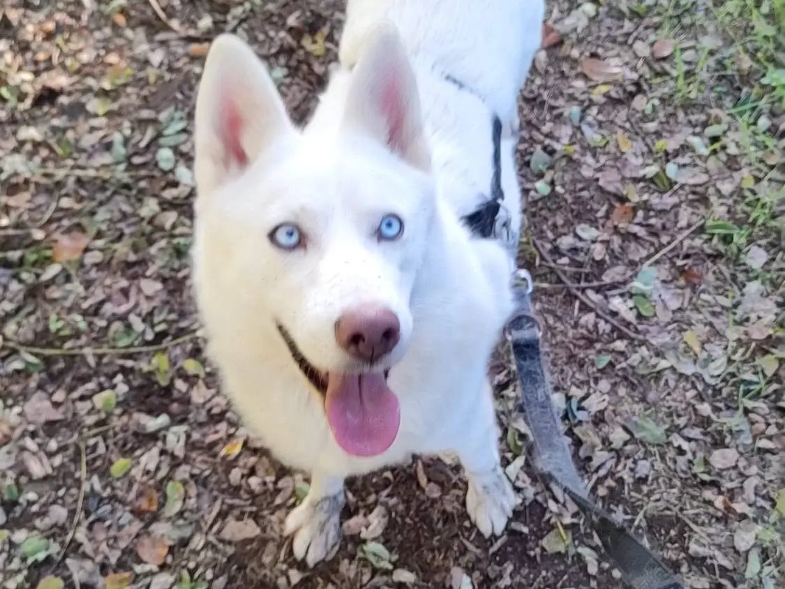 Adozione cane, femmina, Siberian Husky, 5 anni e 4 mesi, taglia media, Milano