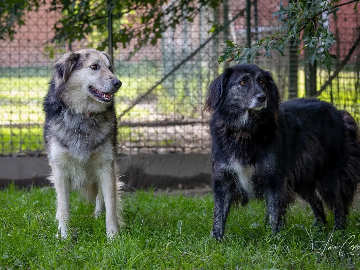Adotta un cane, taglia grande, maschio, Sondrio