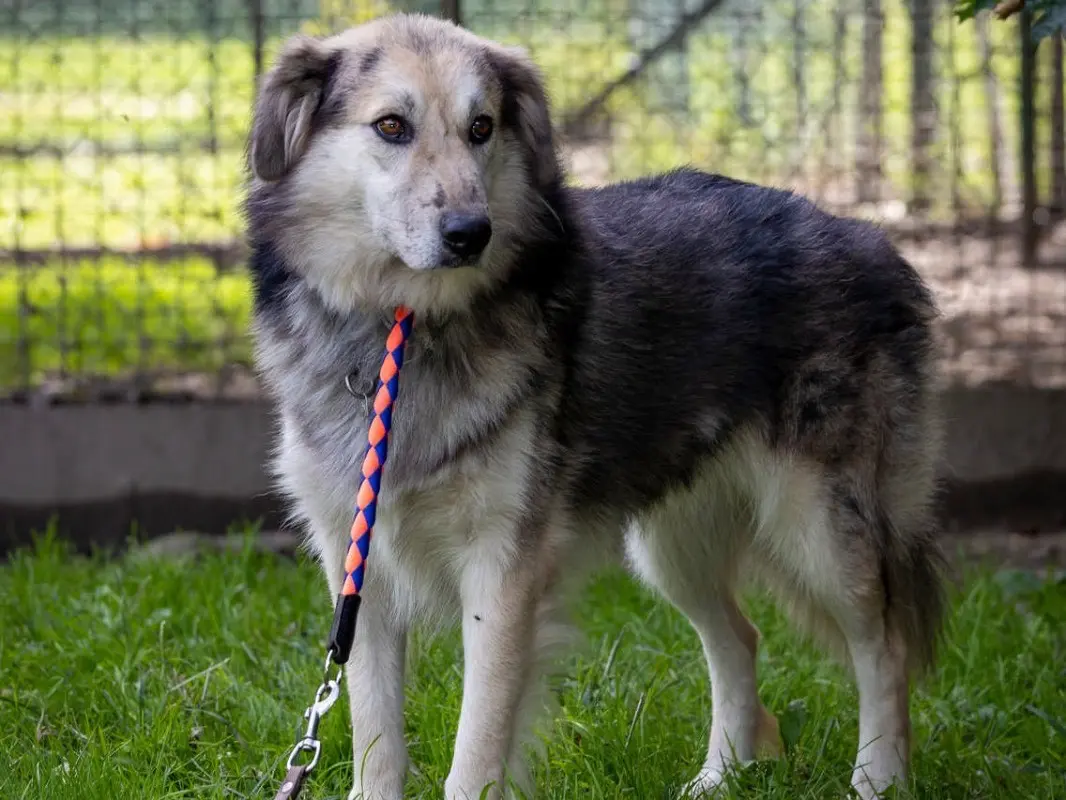 Vuoi adottare un cane a Sondrio?