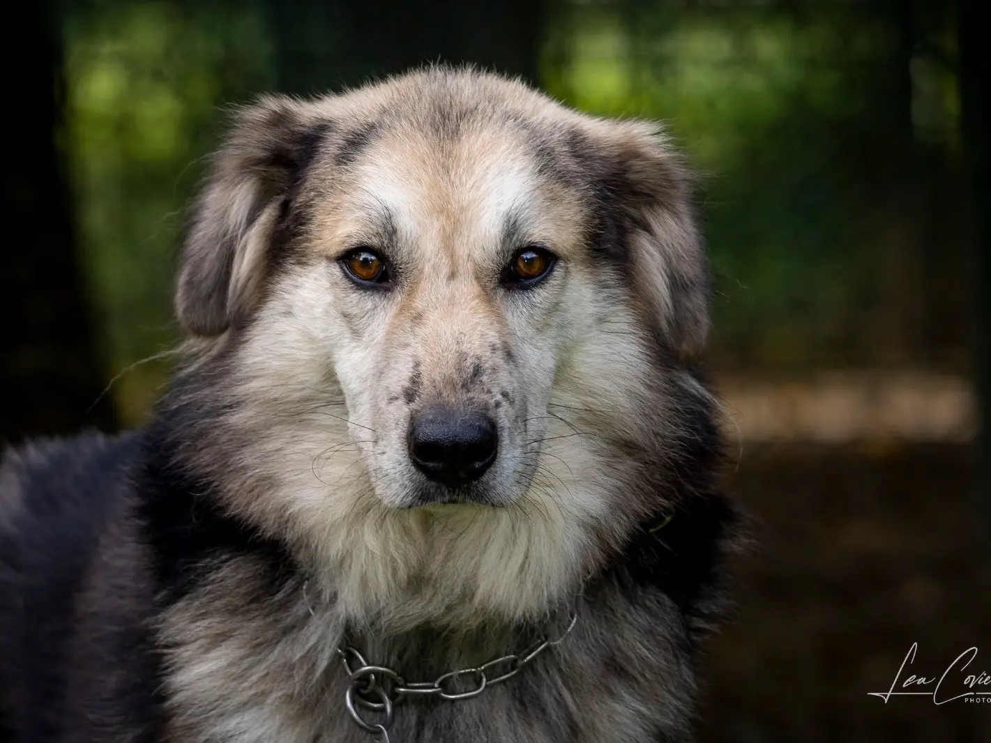 Adozione cane, maschio, Razza sconosciuta Razza sconosciuta, 3 anni e 10 mesi, taglia grande, Sondrio