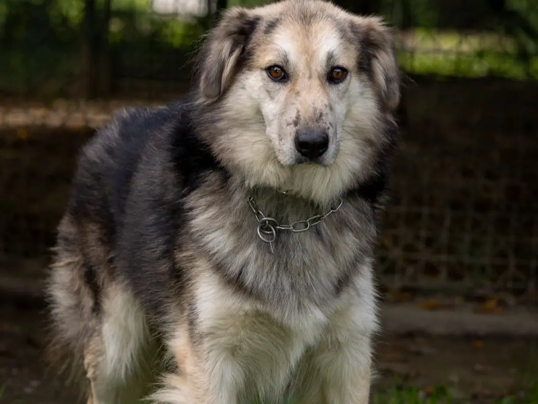 Adotta un cane, maschio, 3 anni e 10 mesi, Sondrio
