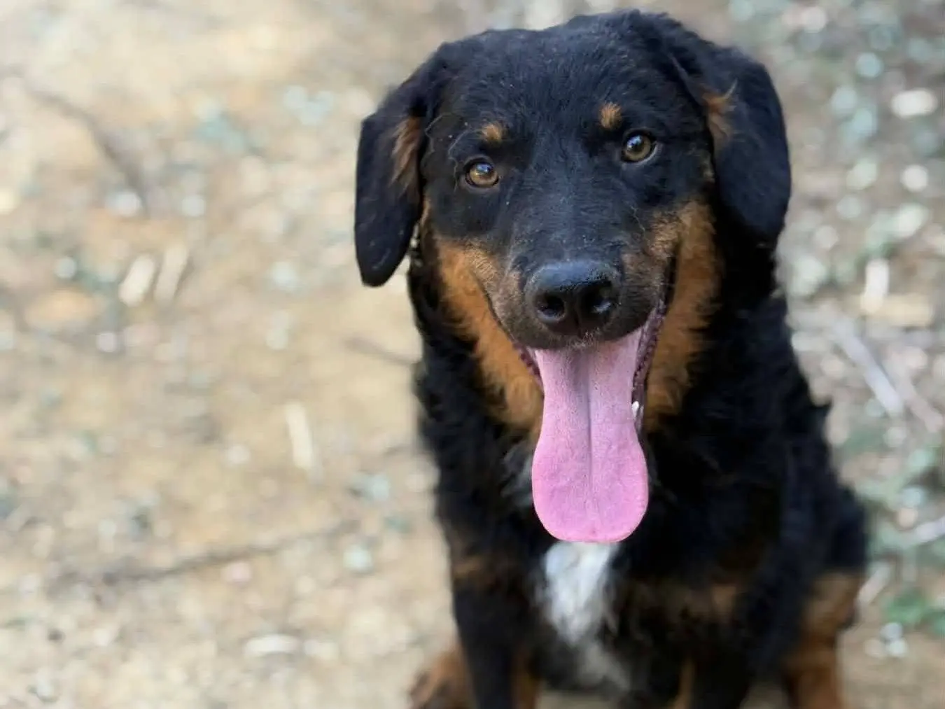 Adotta un cane, taglia media contenuta, maschio, Firenze