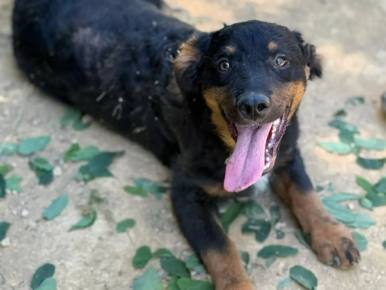 Vuoi adottare un cane a Firenze?
