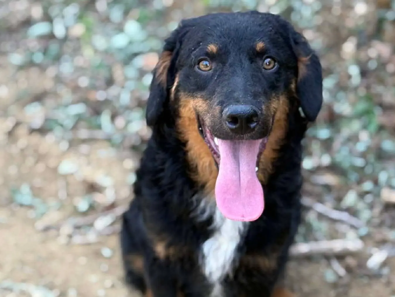 Adotta un cane, maschio, 6 mesi, Firenze
