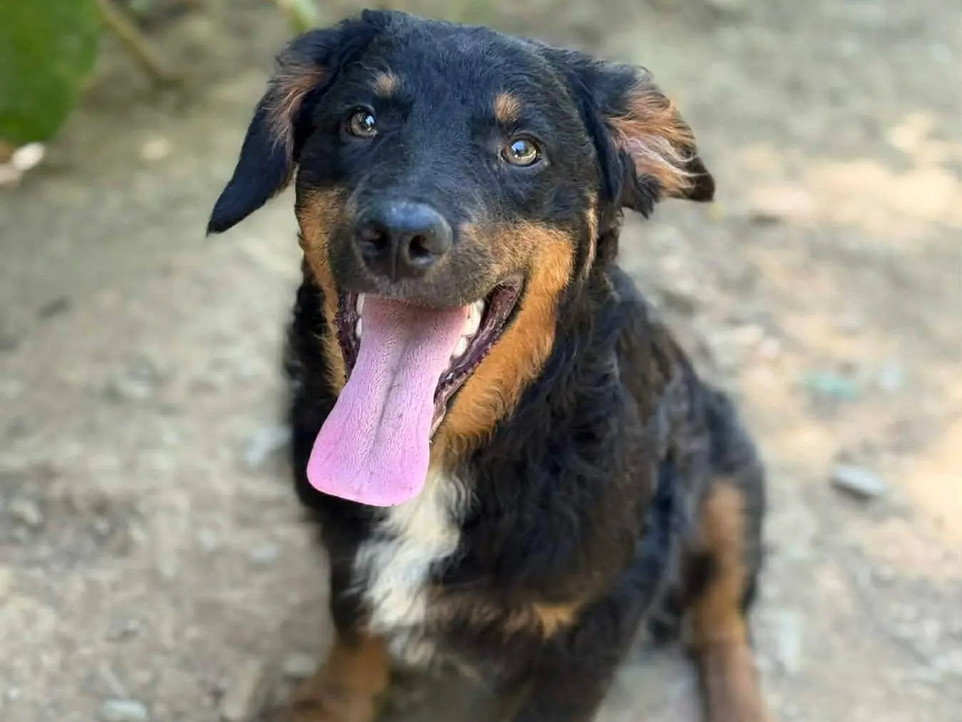 Adozione cane, maschio, Razza sconosciuta Razza sconosciuta, 6 mesi, taglia media contenuta, Firenze