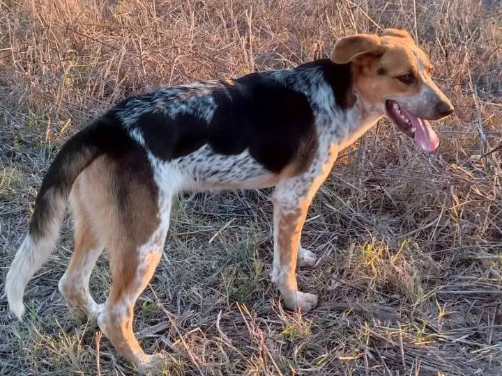 Adozione cane, maschio, Razza sconosciuta Razza sconosciuta, 1 anno e 11 mesi, taglia media, Benevento