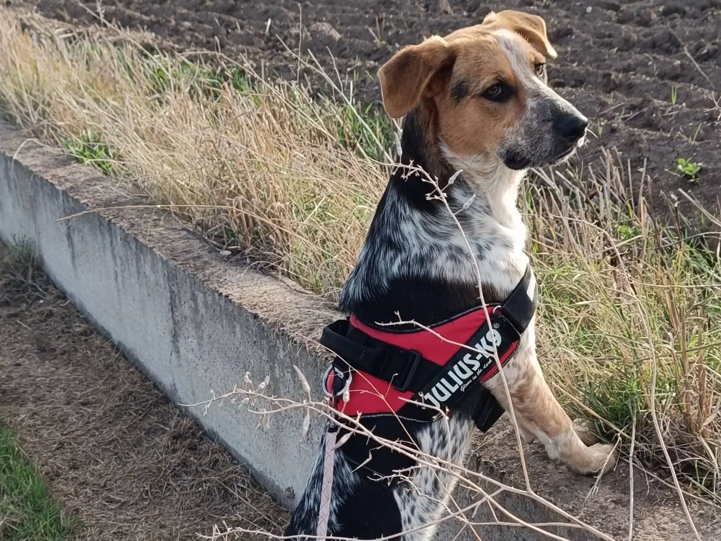 Adotta un cane, maschio, 1 anno e 11 mesi, Benevento
