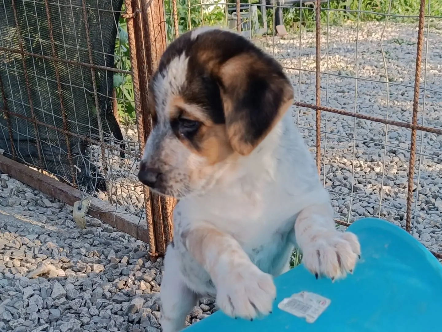 Vuoi adottare un cane a Benevento?