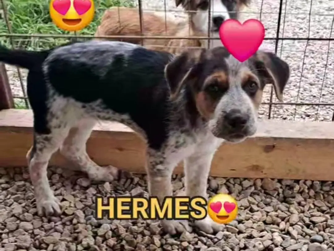 Adotta un cane, taglia media, maschio, Benevento