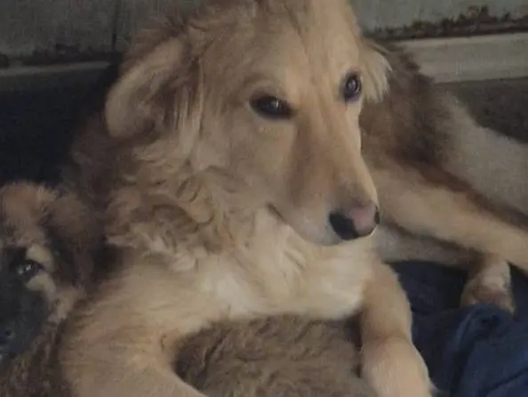 Adotta un cane, maschio, 1 anno e 8 mesi, Ragusa