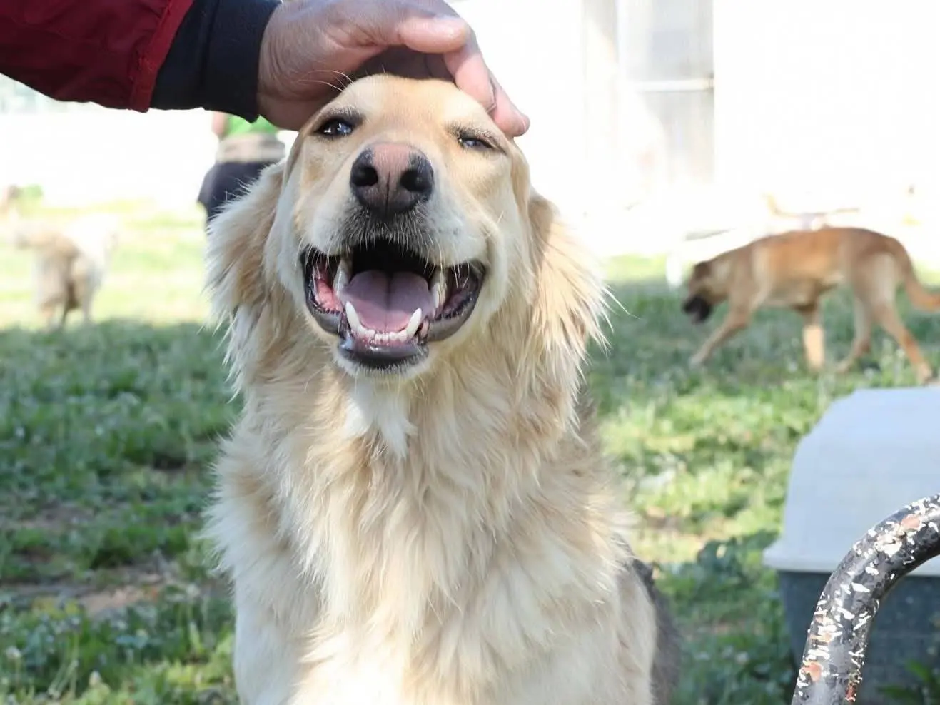 Adozione cane, maschio, Razza sconosciuta Razza sconosciuta, 1 anno e 8 mesi, taglia media, Ragusa