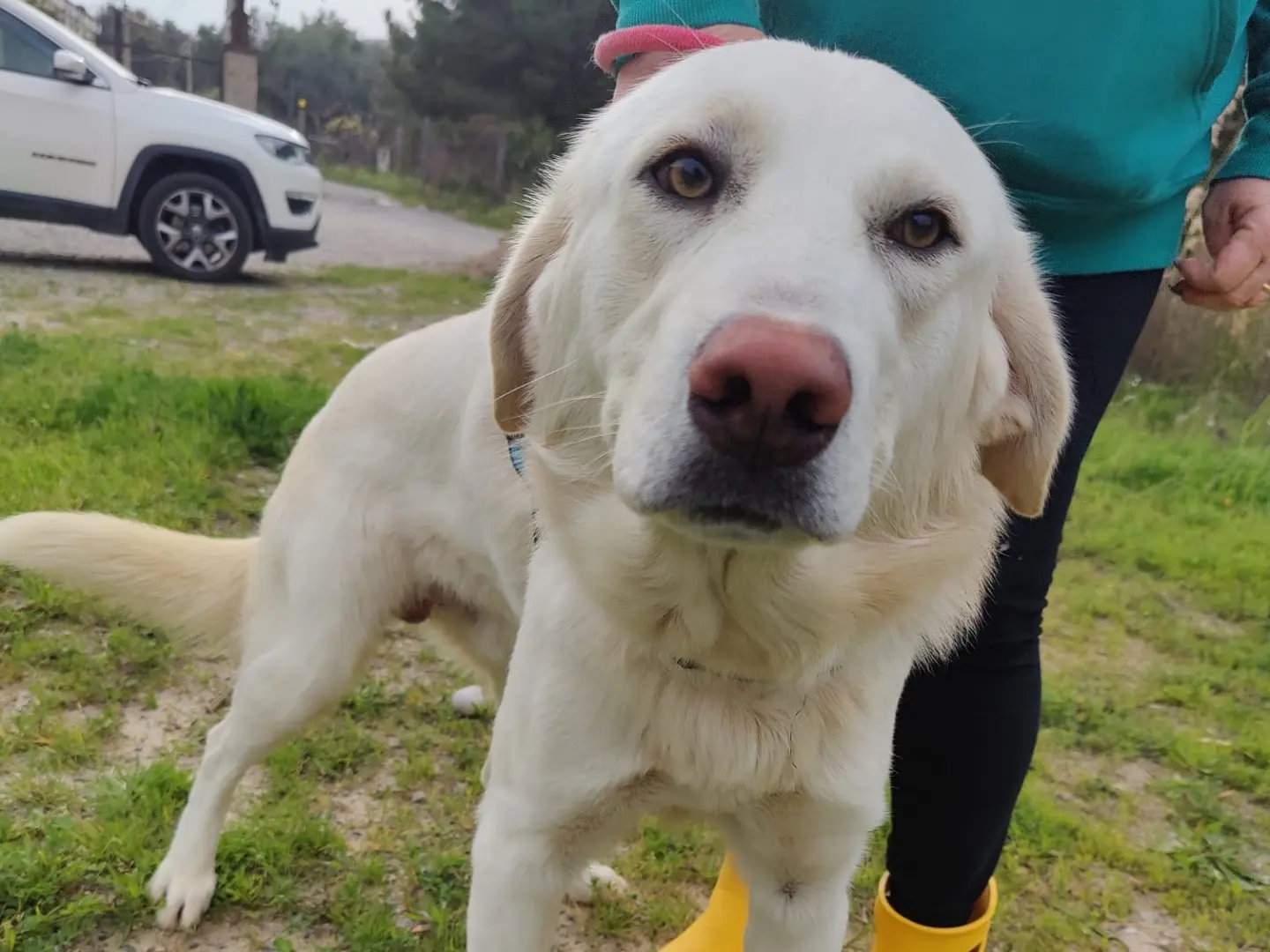 Adotta un cane, taglia grande, maschio, Crotone