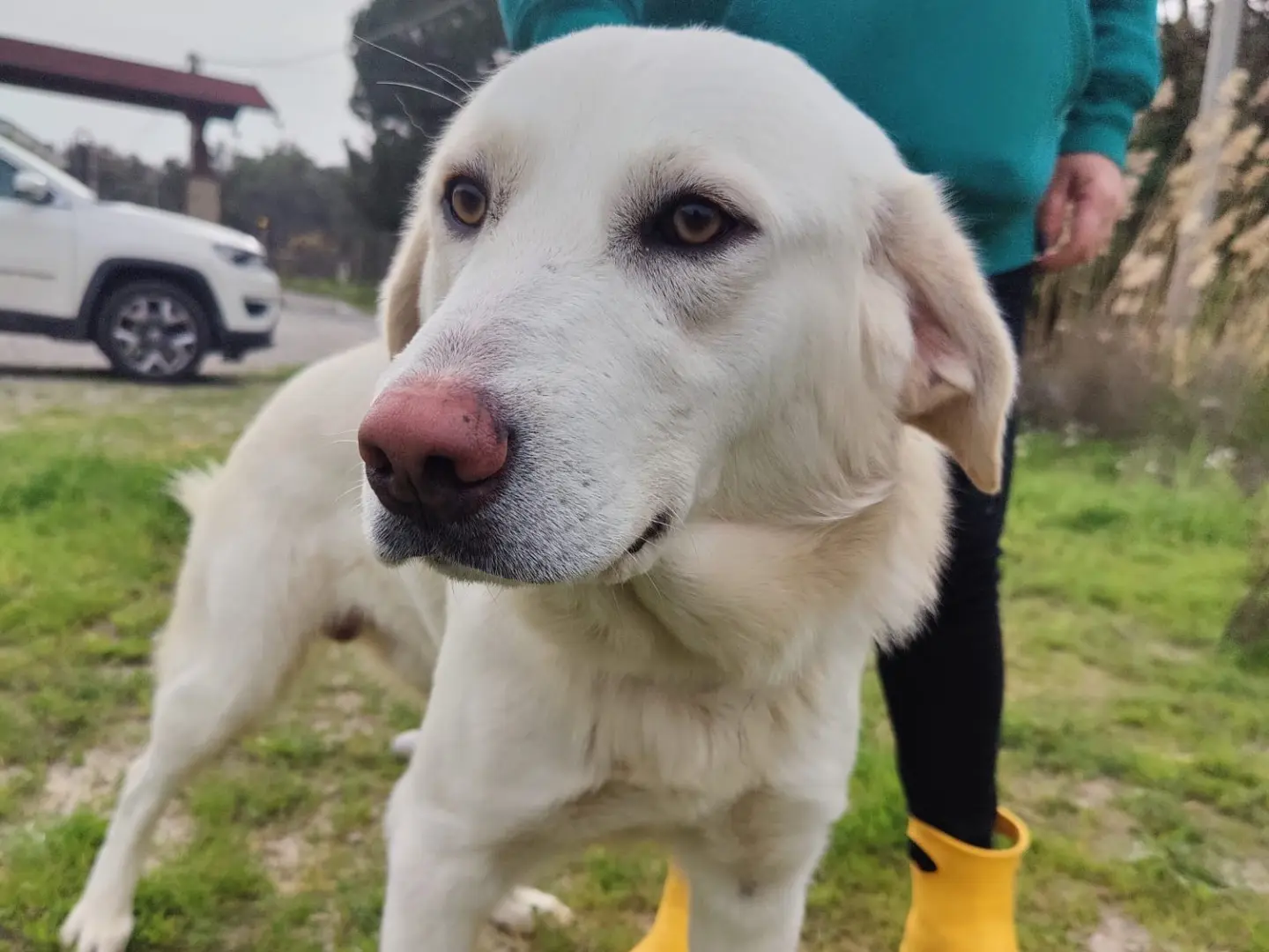 Adotta un cane, maschio, 4 anni, Crotone