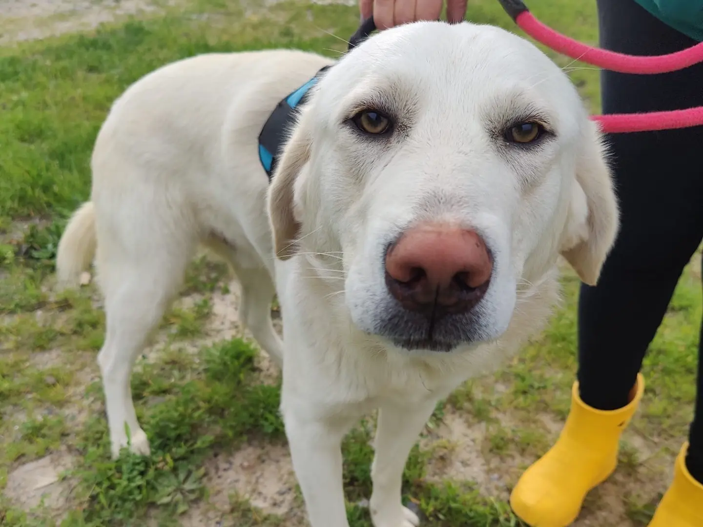 Adozione cane, maschio, Razza sconosciuta Razza sconosciuta, 4 anni, taglia grande, Crotone
