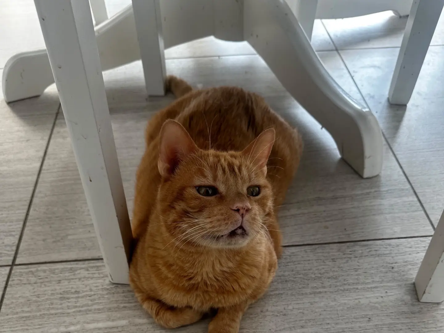 Adozione gatto, maschio, Razza sconosciuta Razza sconosciuta, 9 anni e 4 mesi, taglia non valida, Torino