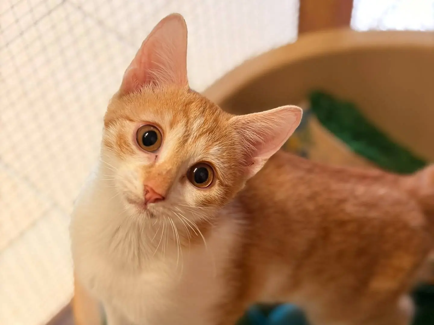 Adozione gatto, femmina, Razza sconosciuta Razza sconosciuta, 5 mesi, taglia non valida, Asti