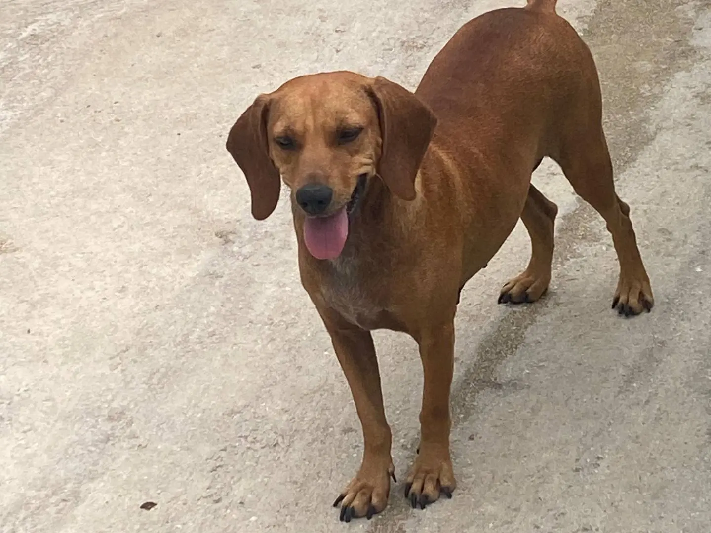 Adotta il cane Camilla a Avellino