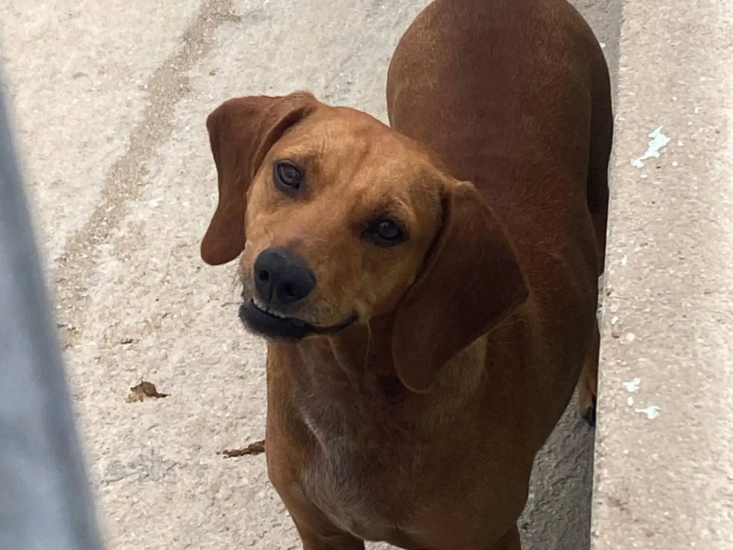 Adozione cane, femmina, Razza sconosciuta Razza sconosciuta, 5 anni e 2 mesi, taglia media contenuta, Avellino