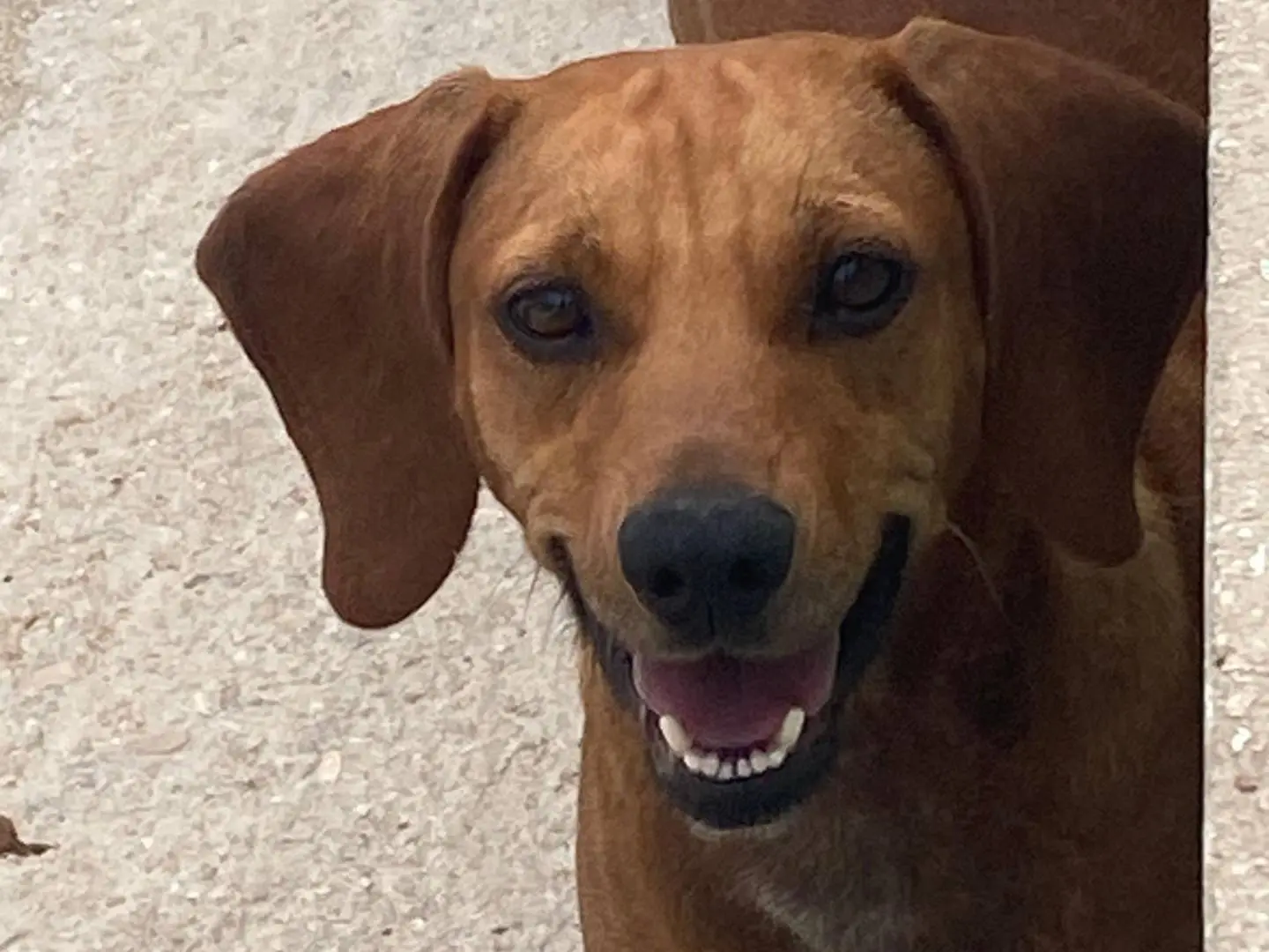 Adotta un cane, femmina, 5 anni e 2 mesi, Avellino