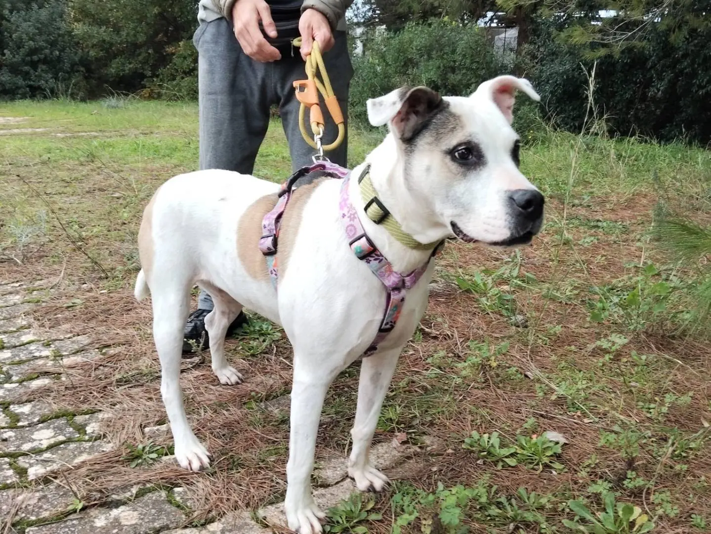 Adozione cane, femmina, American Staffordshire Terrier Razza sconosciuta, 10 anni e 11 mesi, taglia grande, Bari