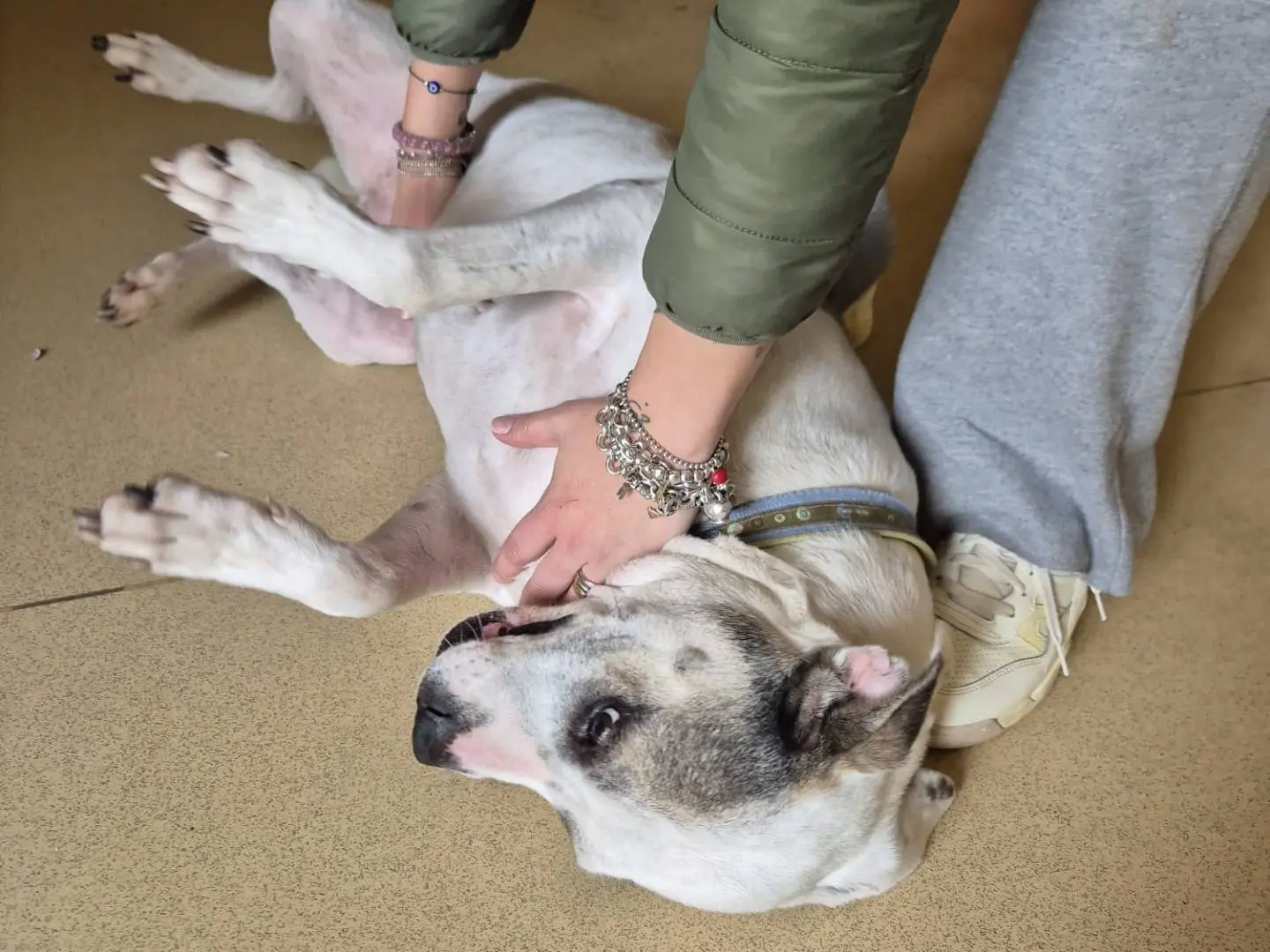 Vuoi adottare un cane a Bari?
