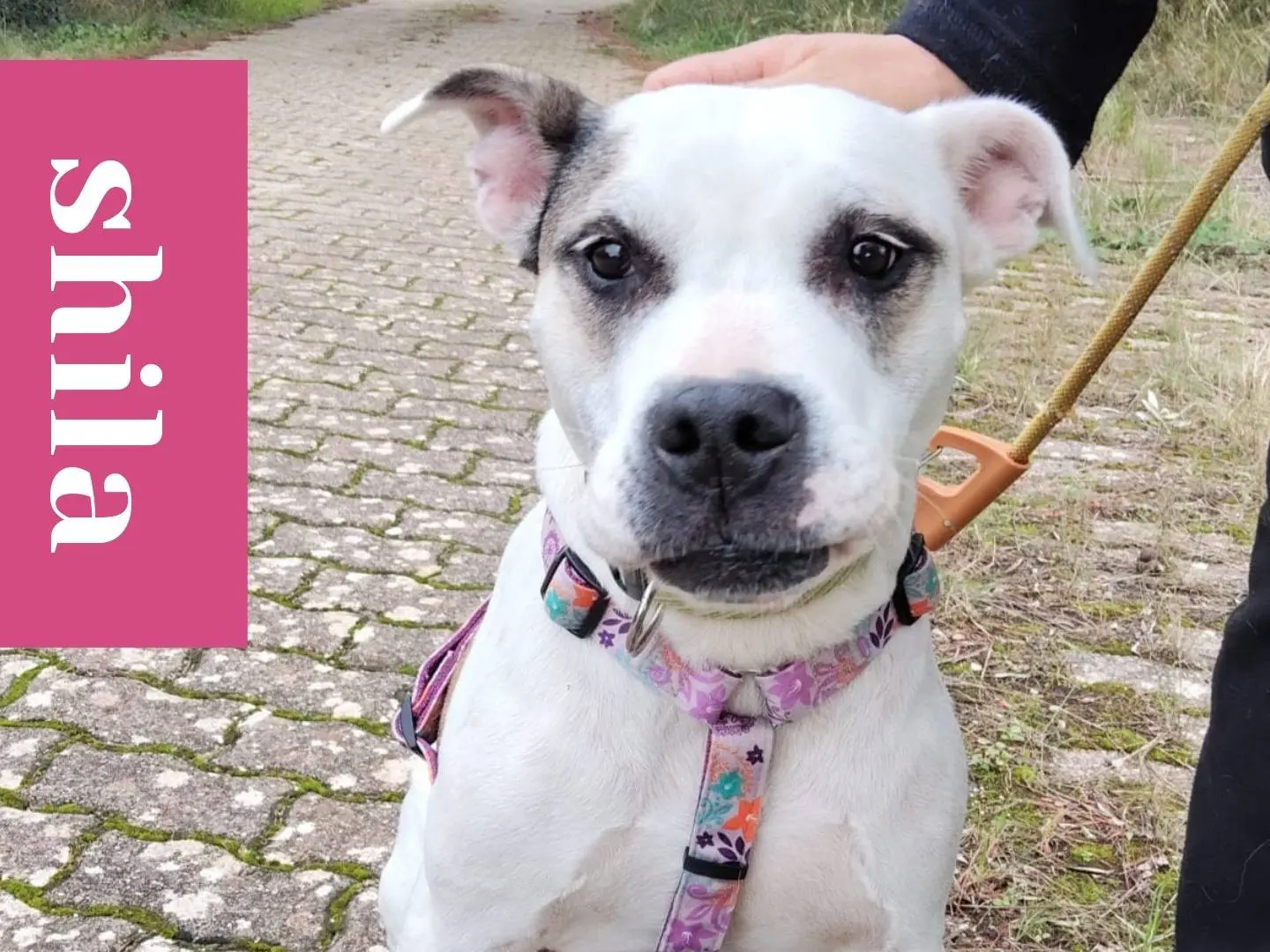 Adotta un cane, femmina, 10 anni e 11 mesi, Bari