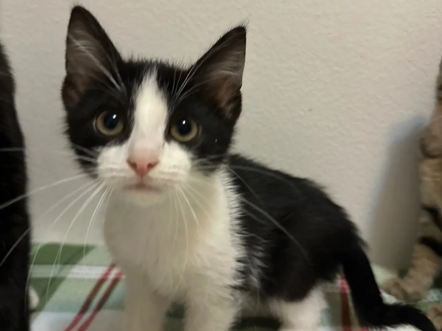 Vuoi adottare un gatto a Brescia?