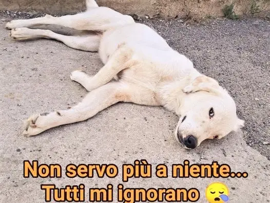 Adozione cane, femmina, meticcio, 6 anni e 1 mese, taglia gigante, Bari