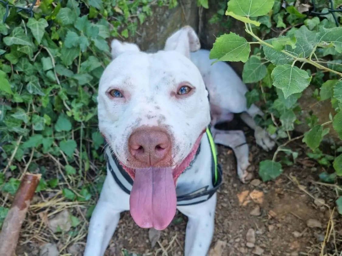 Adozione cane, maschio, Pitbull, 7 anni e 6 mesi, taglia grande, Genova