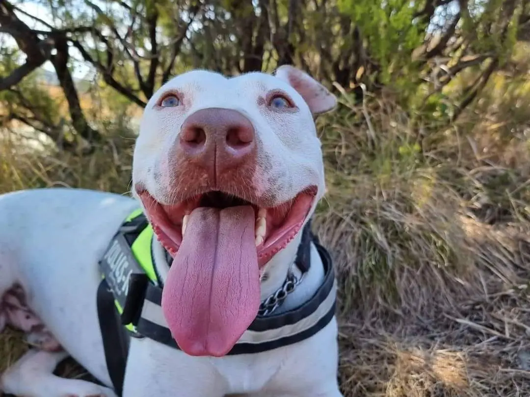 Adotta un cane, maschio, 7 anni e 6 mesi, Genova