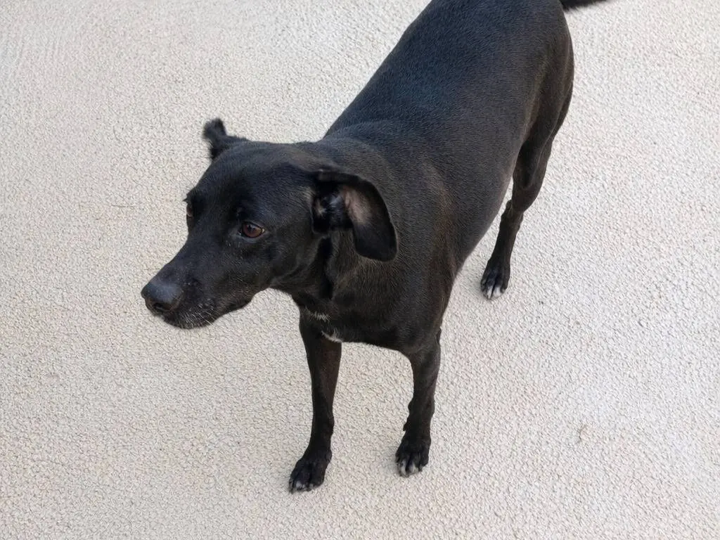 Adotta un cane, taglia media, femmina, Avellino