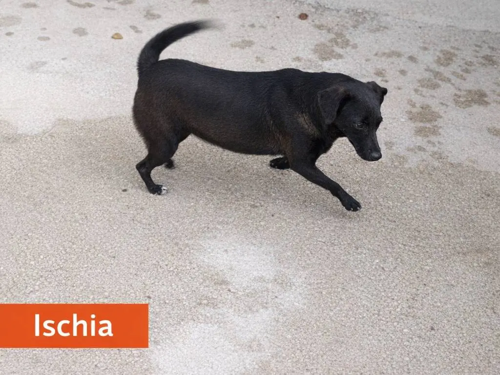 Adotta un cane, femmina, 2 anni e 7 mesi, Avellino