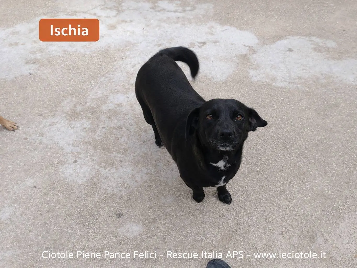Adozione cane, femmina, Razza sconosciuta Razza sconosciuta, 2 anni e 7 mesi, taglia media, Avellino