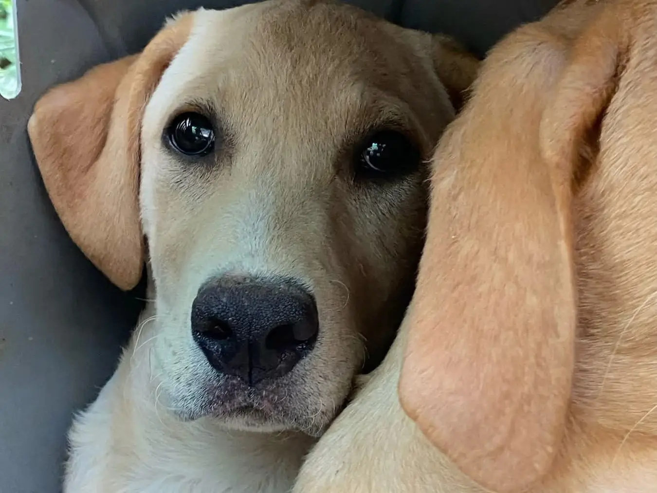 Adozione cane, maschio, Razza sconosciuta Razza sconosciuta, 7 mesi, taglia media, Chieti