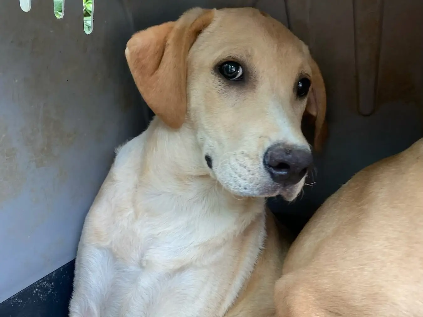 Adotta un cane, maschio, 7 mesi, Chieti