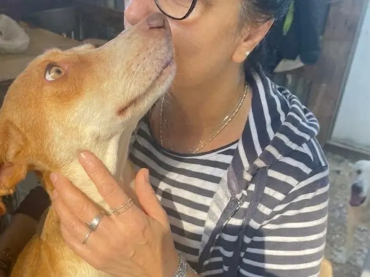 Adozione cane, femmina, Razza sconosciuta Razza sconosciuta, 2 anni, taglia media contenuta, Foggia