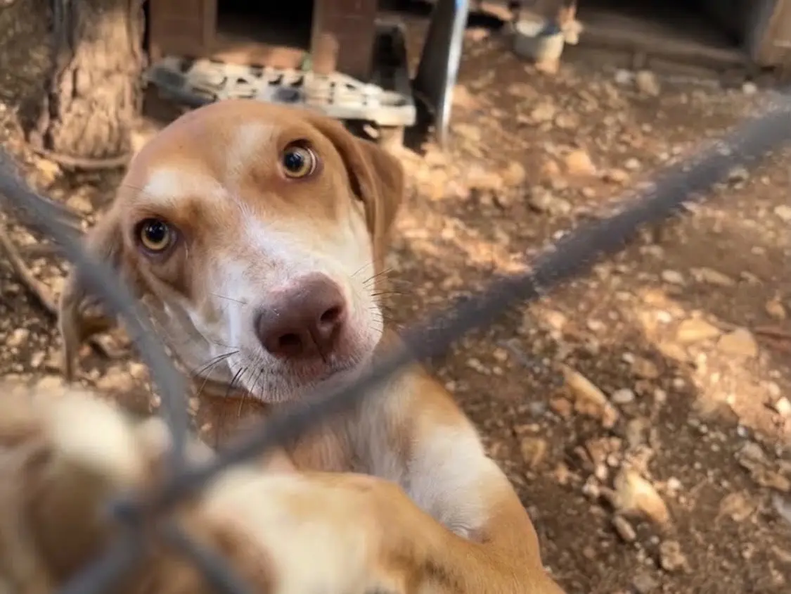 Adotta un cane, femmina, 2 anni, Foggia