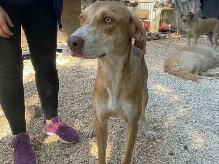 Adotta un cane, taglia media contenuta, femmina, Foggia