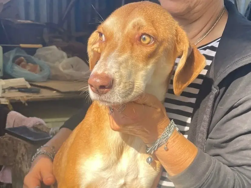 Vuoi adottare un cane a Foggia?