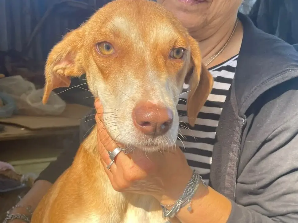 Adotta il cane Wendy Flavia a Foggia