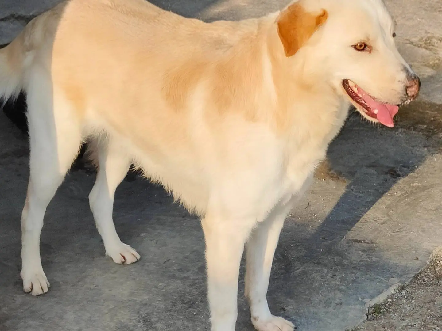 Adotta il cane Willow a Cuneo
