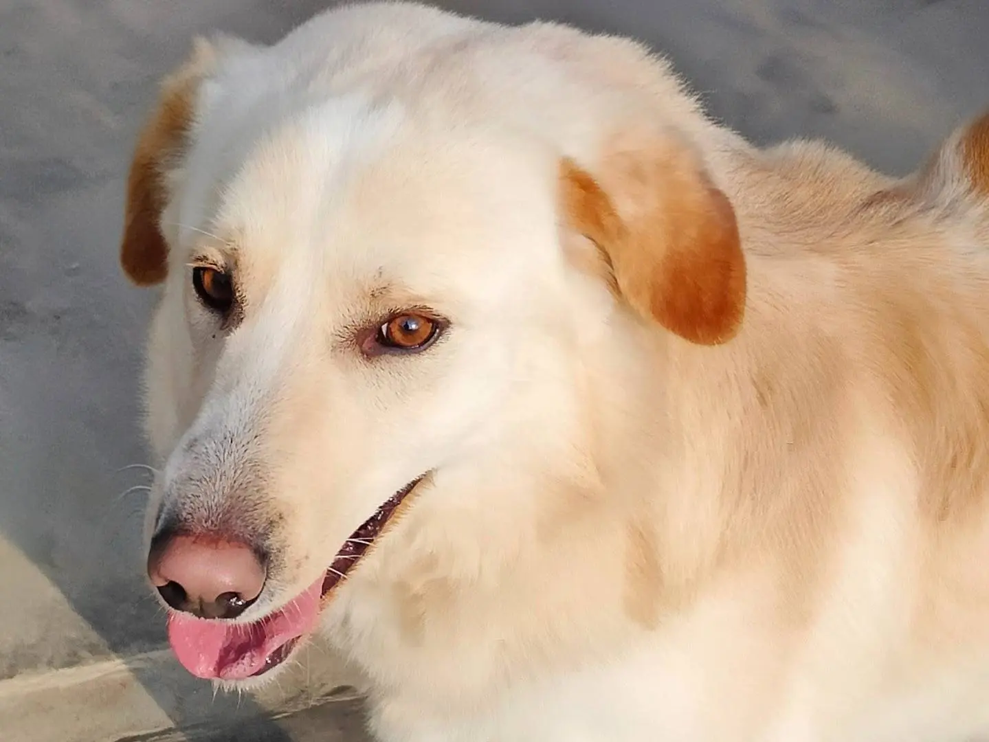 Adotta un cane, maschio, 2 anni e 9 mesi, Cuneo