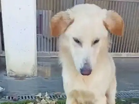 Vuoi adottare un cane a Cuneo?
